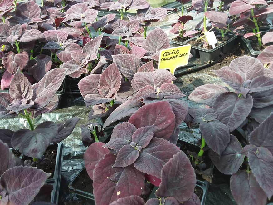 White Lund Plant Centre Lancaster City Council
