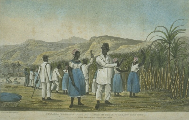 watercolour painting showing enslaved black people harvesting sugar cane. They're wearing simple clothes in white and blue and hats in various styles.