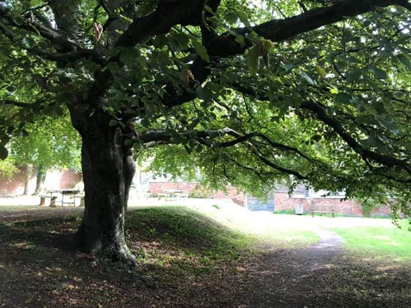 The Copper Beech Garden