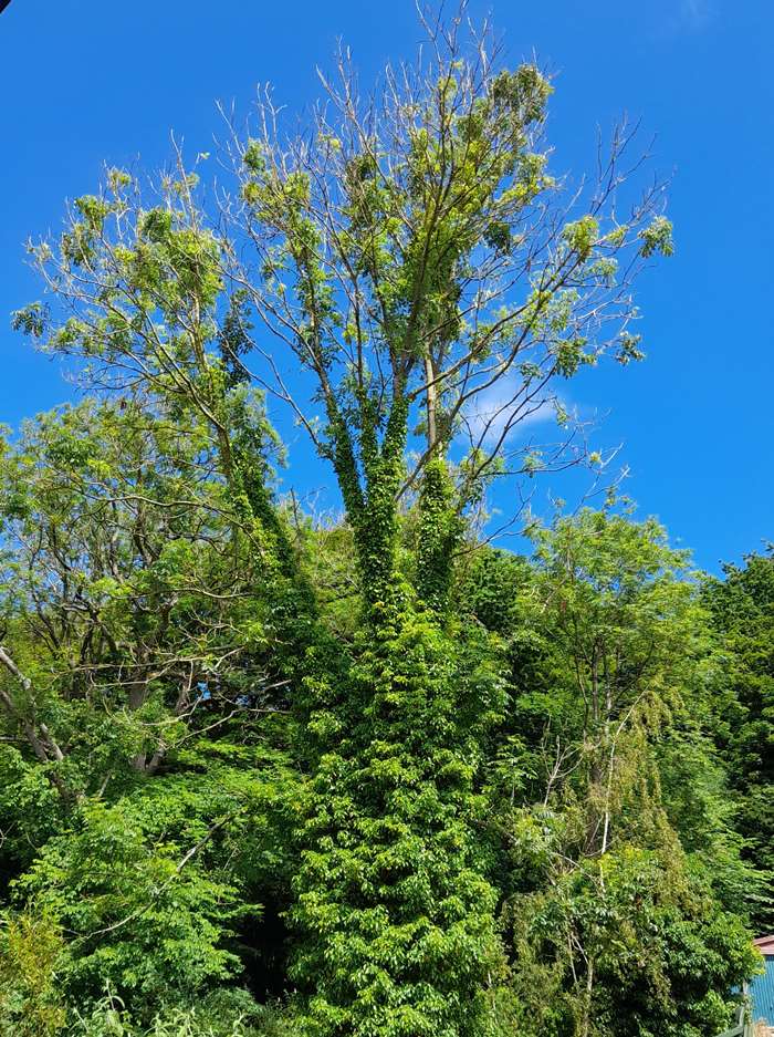 Ash dieback