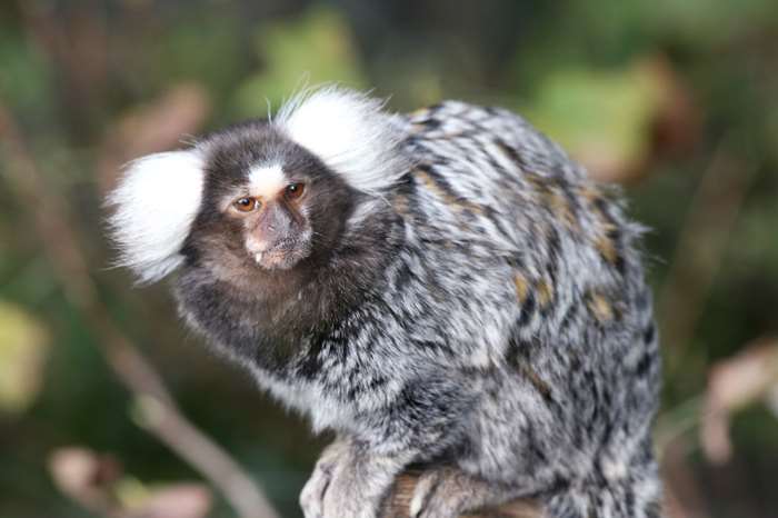 A marmoset
