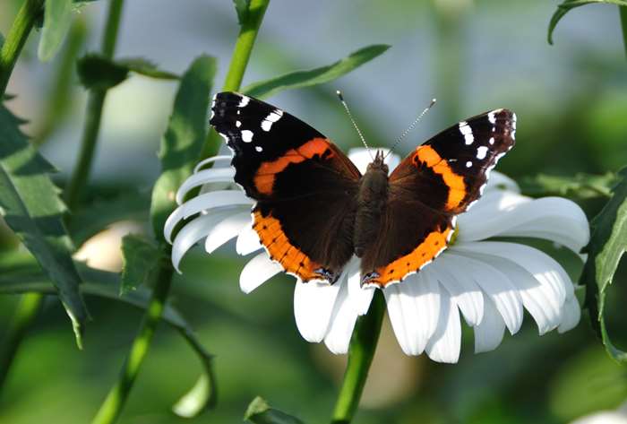 Red Admiral butterfly on a Shasta daisy