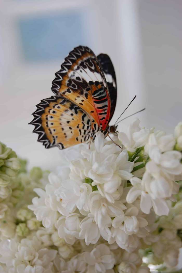 One of our tropical butterfly friends