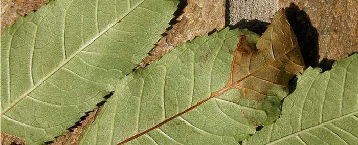 Ash dieback disease