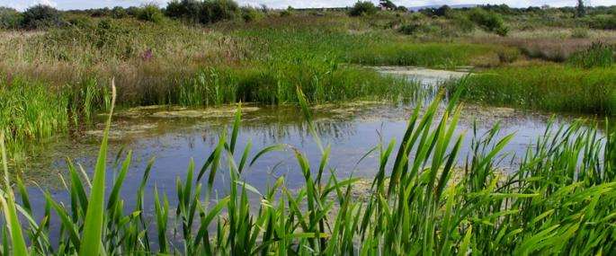 MIddleton Wetlands
