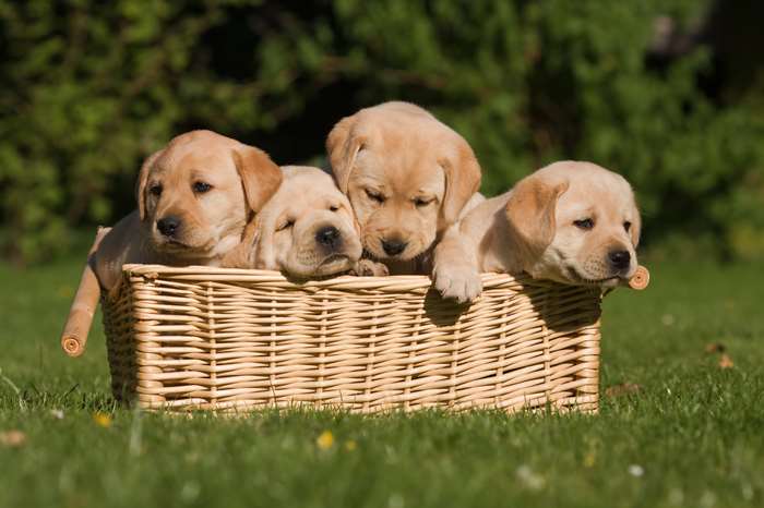 A dog is for life, not just lockdown